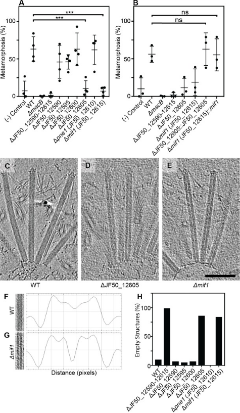 1848203866595209216-bacterial-contraction-injection-system-22.png