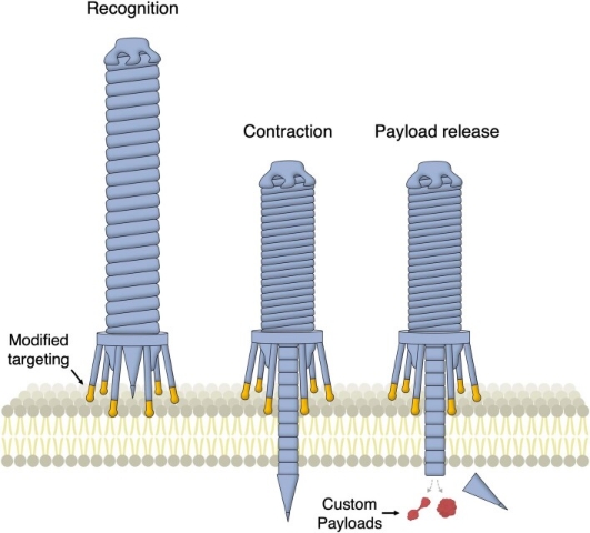 1848203936828829696-bacterial-contraction-injection-system-2.jpg