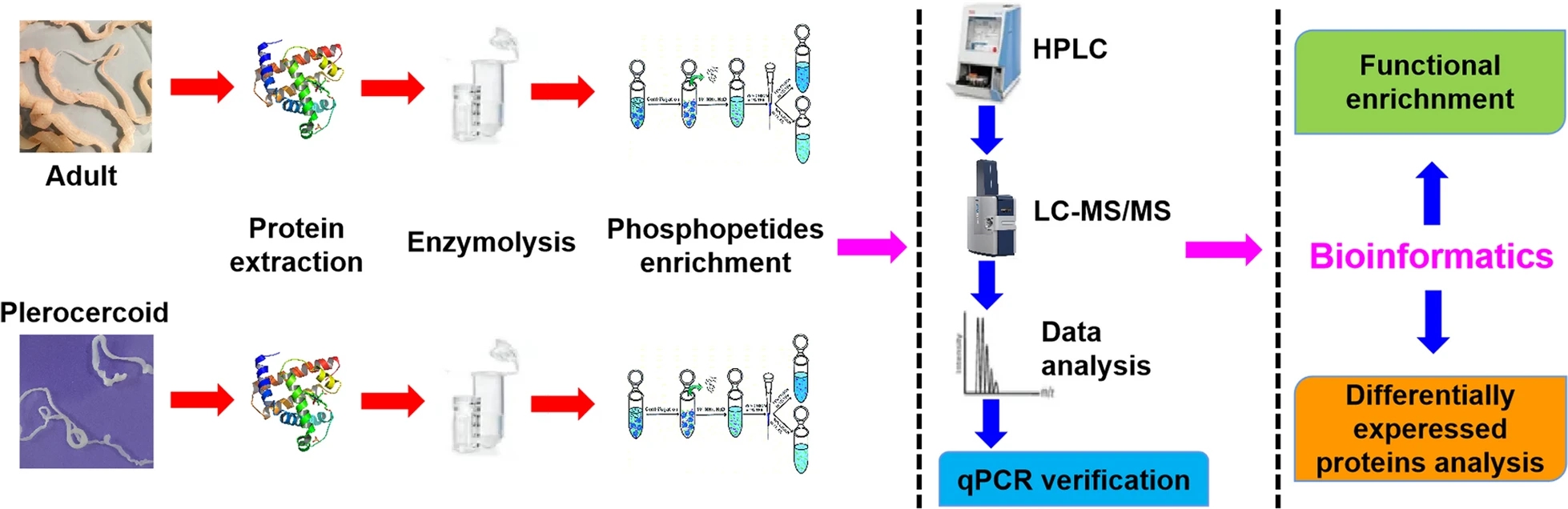 1840682174501212160-TheWorkflowofDeepPhosphoproteomics.jpg