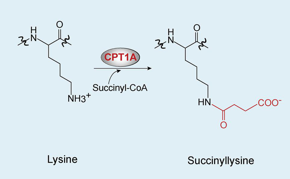 1840682692090908672-TheProcessofGlycineSuccinylation.jpg