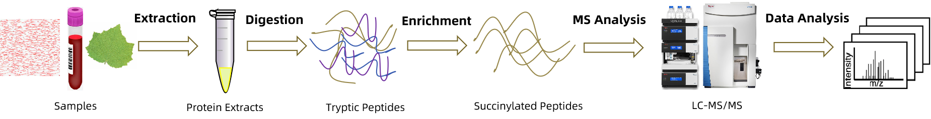 1840682780796243968-TheWorkflowofQuantitativeSuccinylation.png