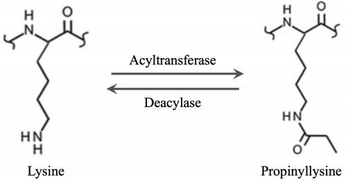 1840683875631222784-ProteinPropionylationandDepropionylationProcess.jpg