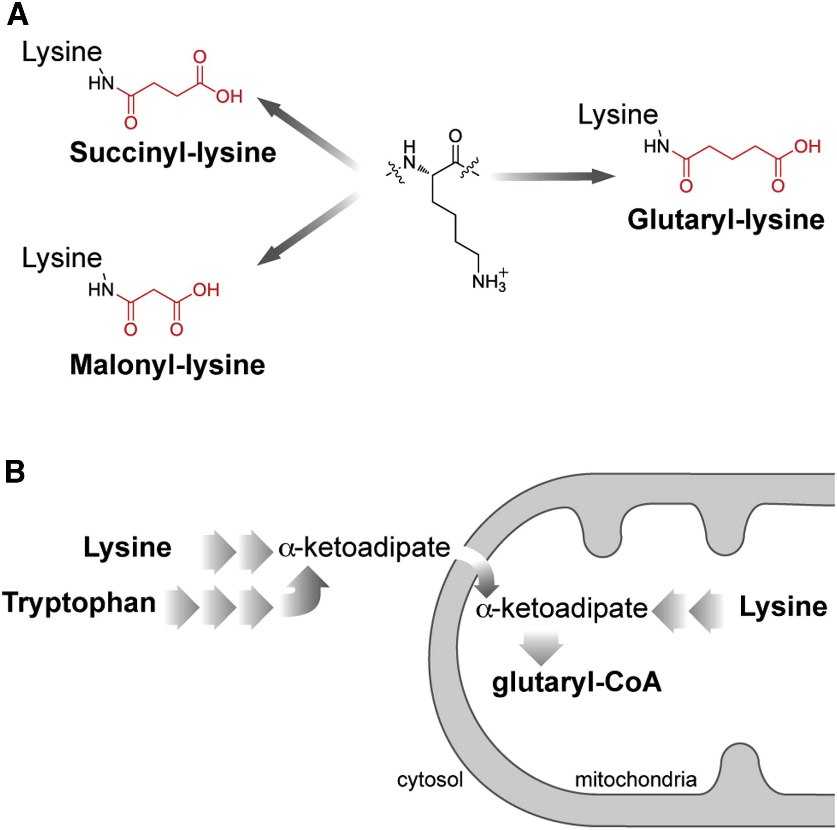 1840690466816380928-LysineDeglutarylationandGlutaryl-CoAPathways.jpg