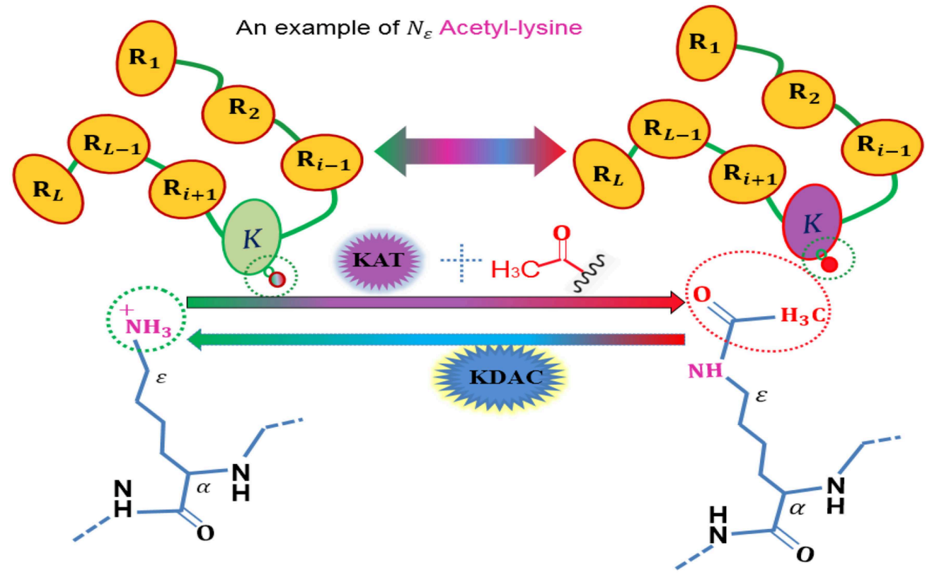 1843461415508758528-AnillustrationtoShowtheAcetylationProtein.png