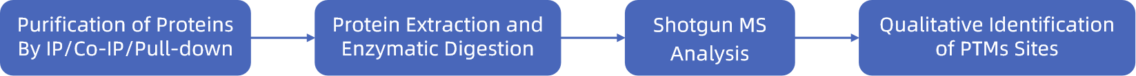 1846080099448377344-TheWorkflowofPurifiedProteinPTMSitesIdentification.png