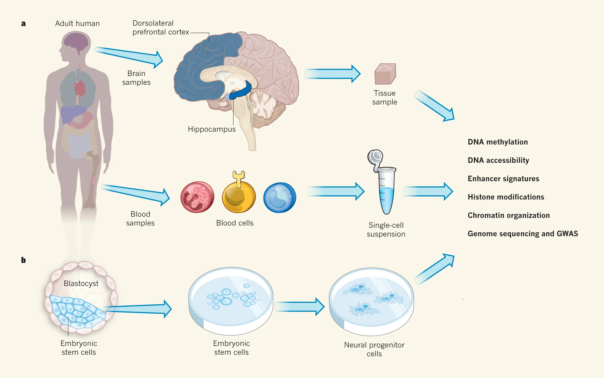 1846102341246898176-TheWorkflowofEpigenomicsAnalysis.png