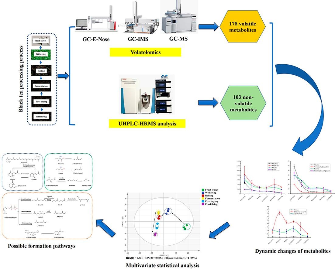 1846103630945046528-TheWorkflowofVolatileMetabolomicsAnalysis.jpg