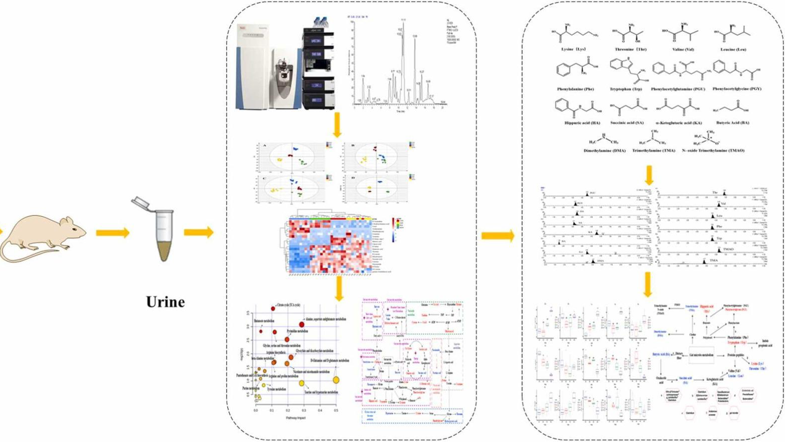 1846104837667278848-TheWorkflowofGutMetabolomicsAnalysis.jpg