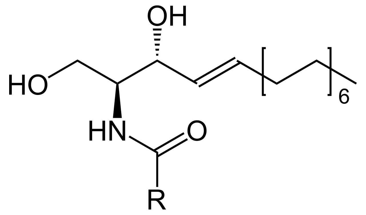 1847203311058014208-MolecularStructureofCeramides.png