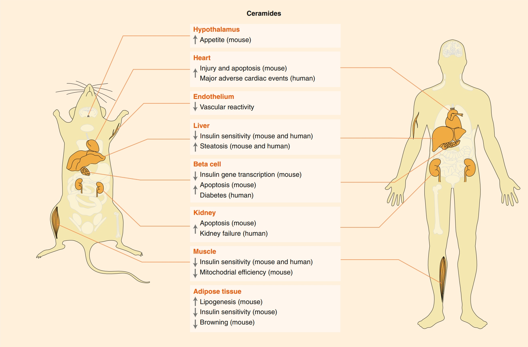 1847203421229797376-TargetTissuesandMetabolicActivitiesofCeramides.png