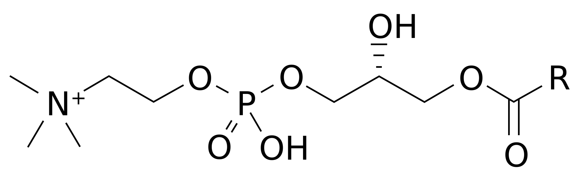 1847215044237578240-MolecularStructureofLysophosphatidylcholine.png