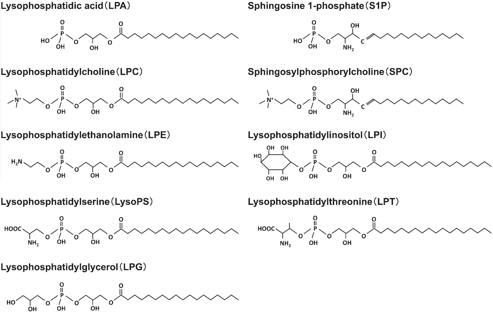 1848186570067791872-MolecularStructuresofLysophospholipids.png