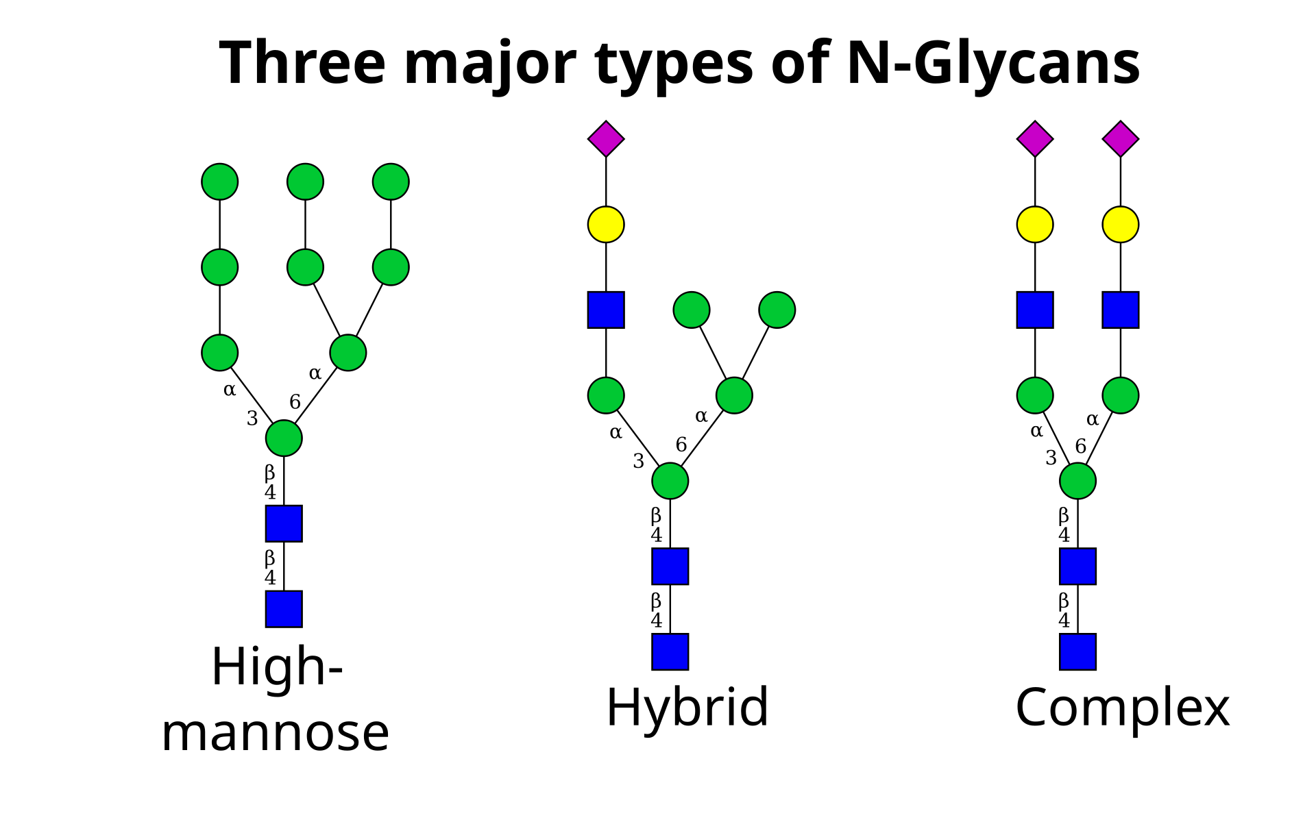 1848537875147771904-ThreeMajorTypesofN-Glycans.png
