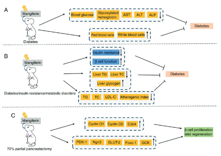 1851201517263597568-mangiferin-analysis-service5.png