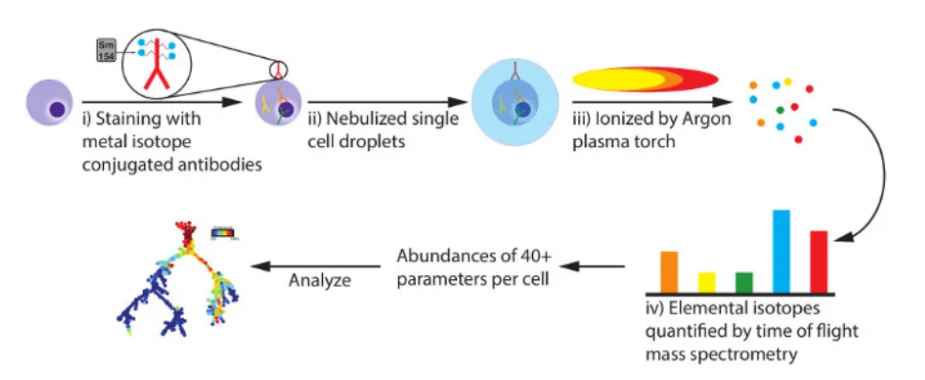 1851203011459231744-single-cell-mass-cytometry1.png