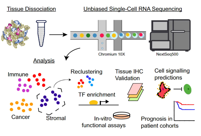 1851203545037615104-single-cell-sequencing1.png