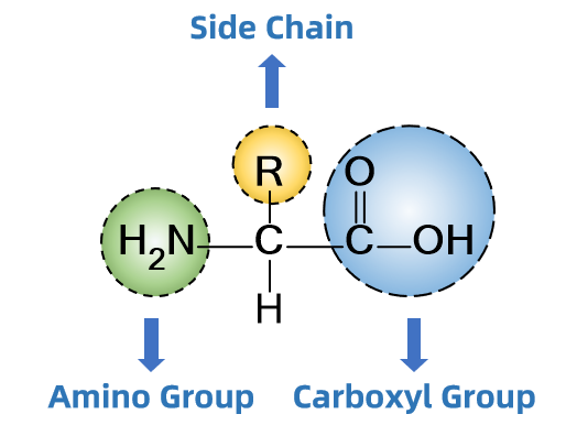 1851881101460099072-protein-amino-acid-analysis-service1.png