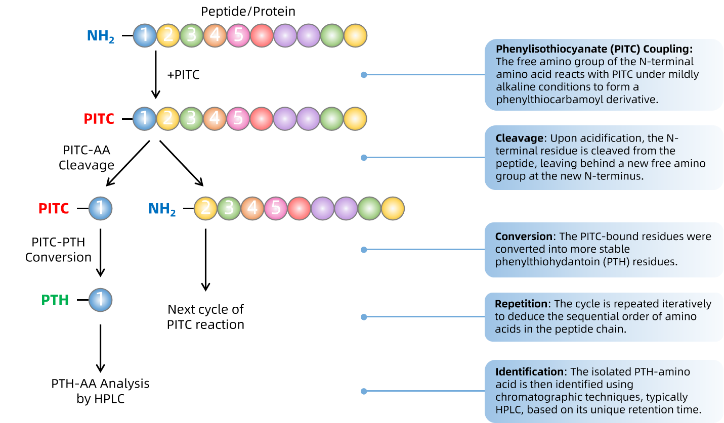 1853646775652044800-edman-degradation-sequencing-service1.png