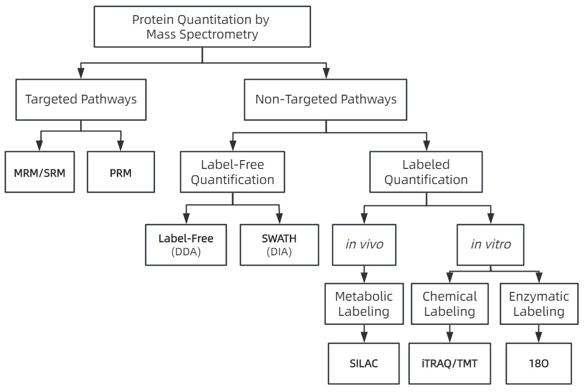 1854061010555097088-protein-quantitation-by-mass-spectrometry-service1.png