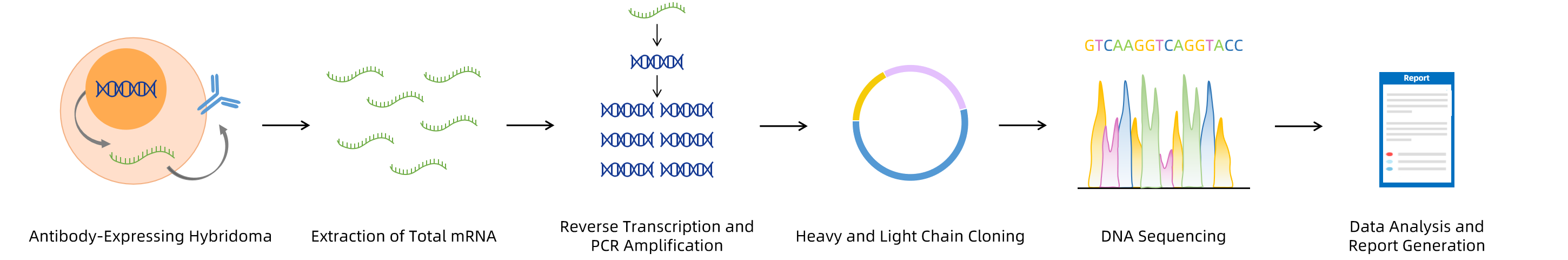 1854062899329880064-hybridoma-antibody-sequencing-service1.png