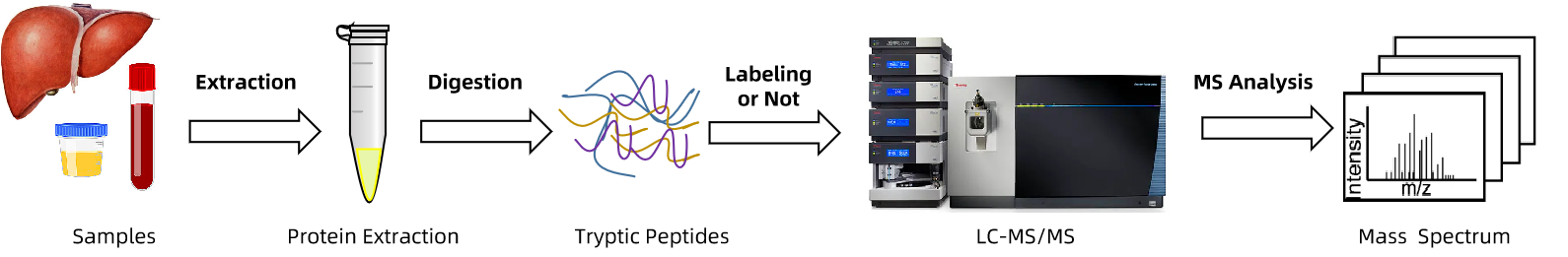 1854361934737559552-protein-quantitation-by-mass-spectrometry-service2.png