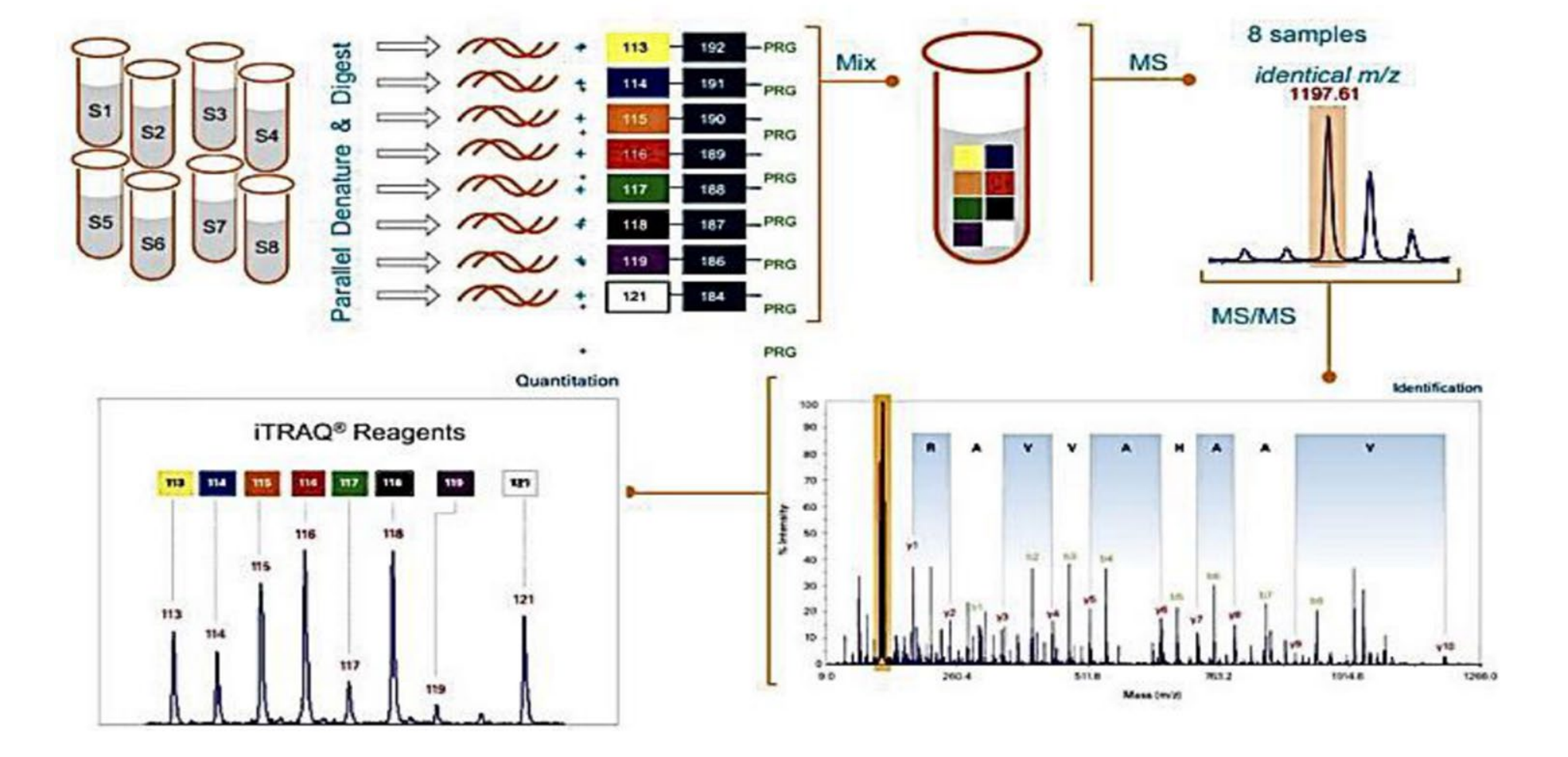 1854393700651225088-itraq-based-quantitative-proteomics-analysis3.png