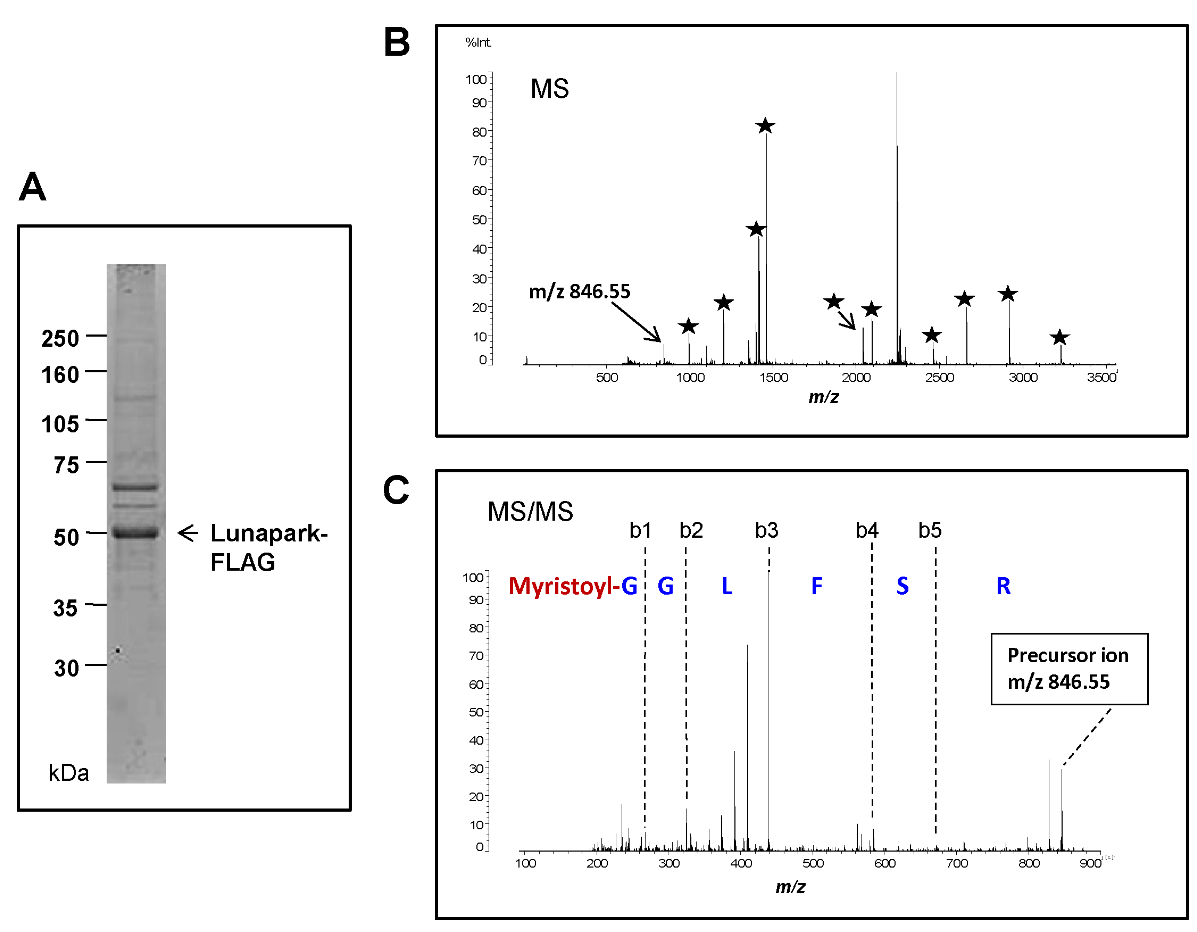 1855887170297516032-myristoylation-analysis-service2.PNG