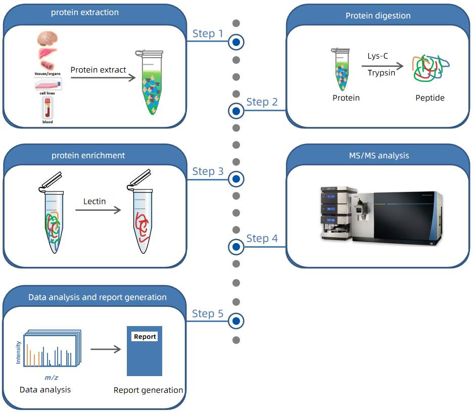 1855904582346592256-myristoylation-analysis-service1.PNG