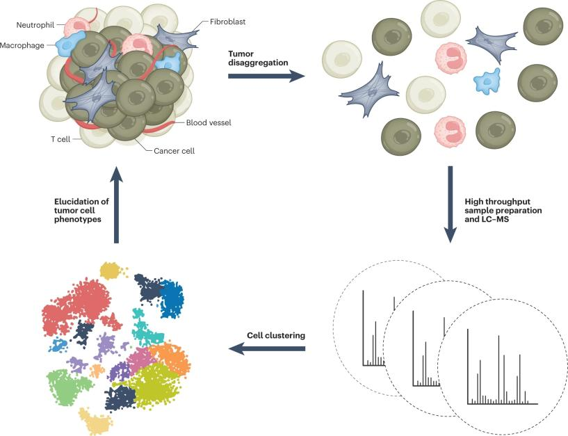 1856566754760314880-single-cell-proteomics-analysis1.png