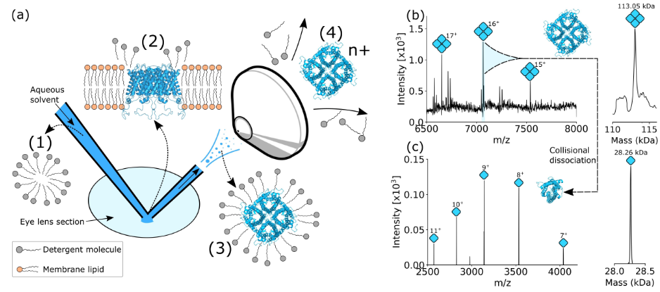 1857301411739062272-intact-protein-mass-spectrometry-service1.PNG