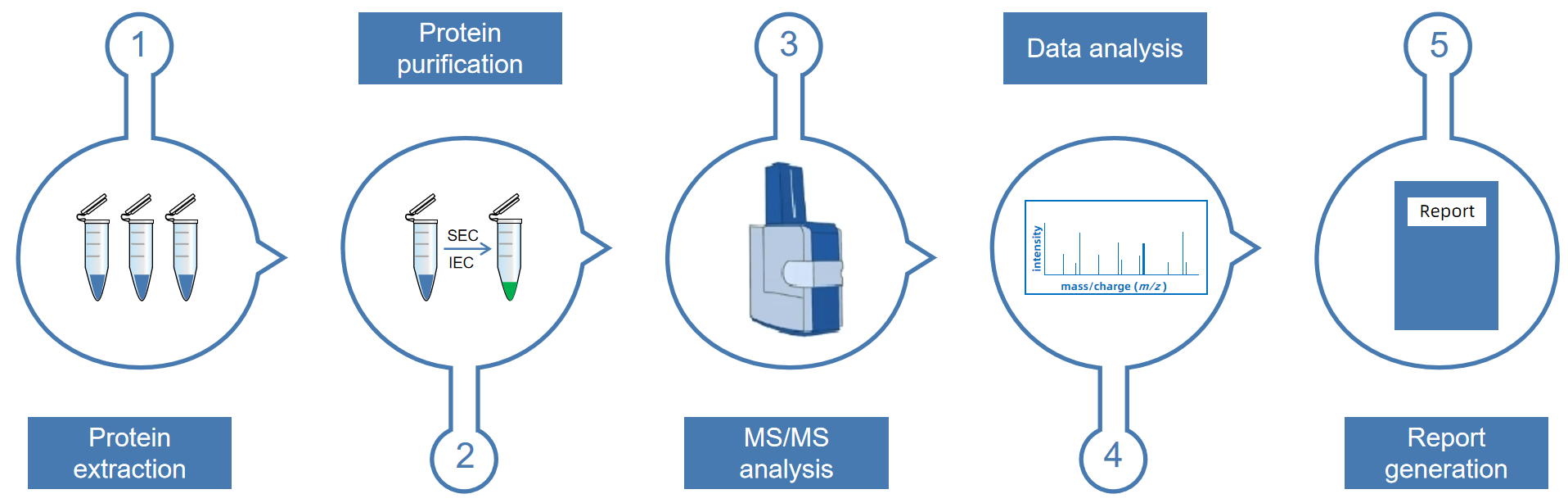 1857303510182907904-intact-protein-mass-spectrometry-service1.PNG