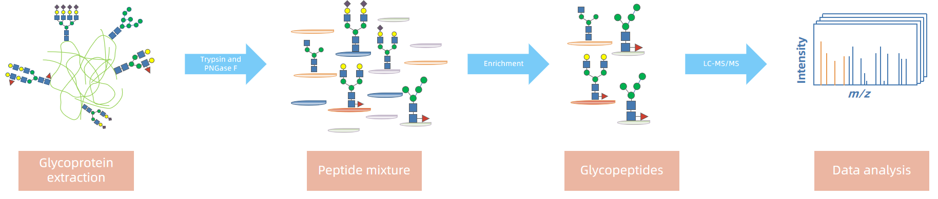 1851440038987550720-custom-glycoprotein-analysis-service1.PNG