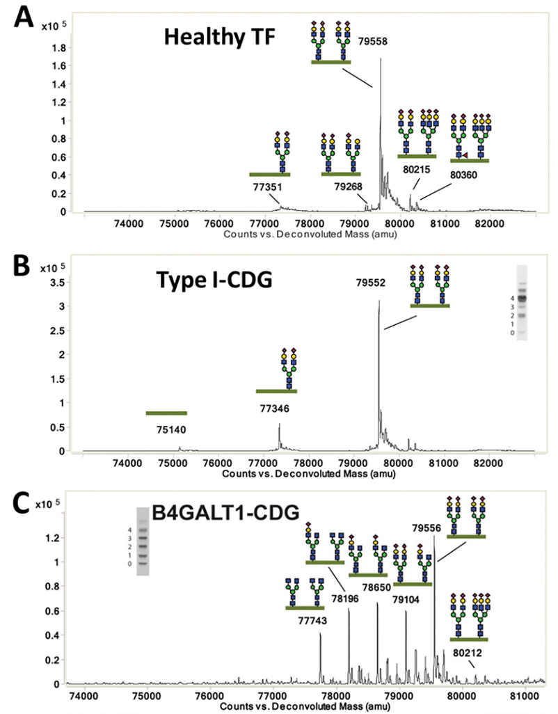 1851440156063158272-custom-glycoprotein-analysis-service3.PNG