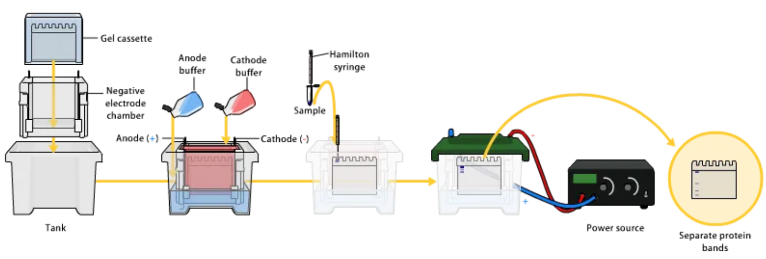 1856248925754347520-molecular-weight-analysis-service1.png