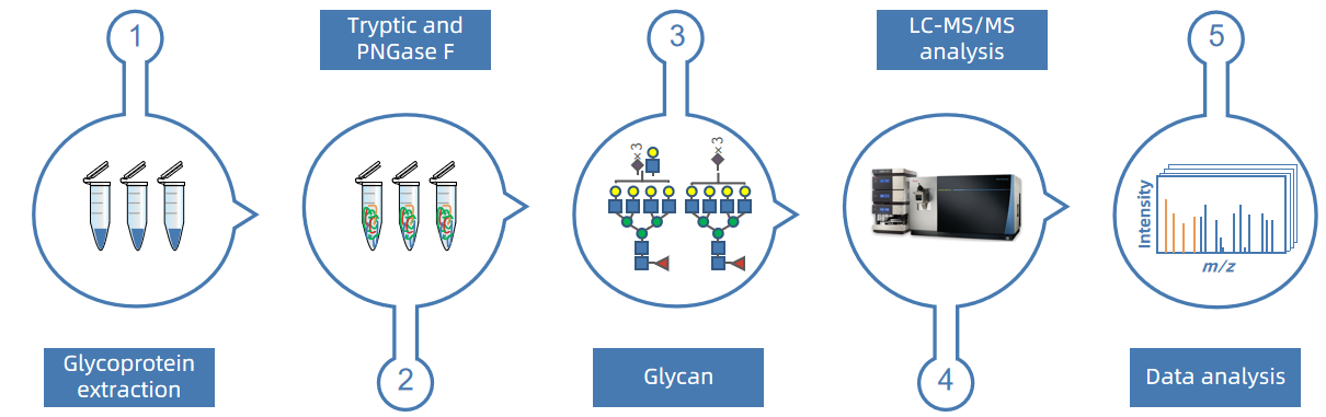 1856266156689182720-native-n-glycome-profiling-service1.PNG