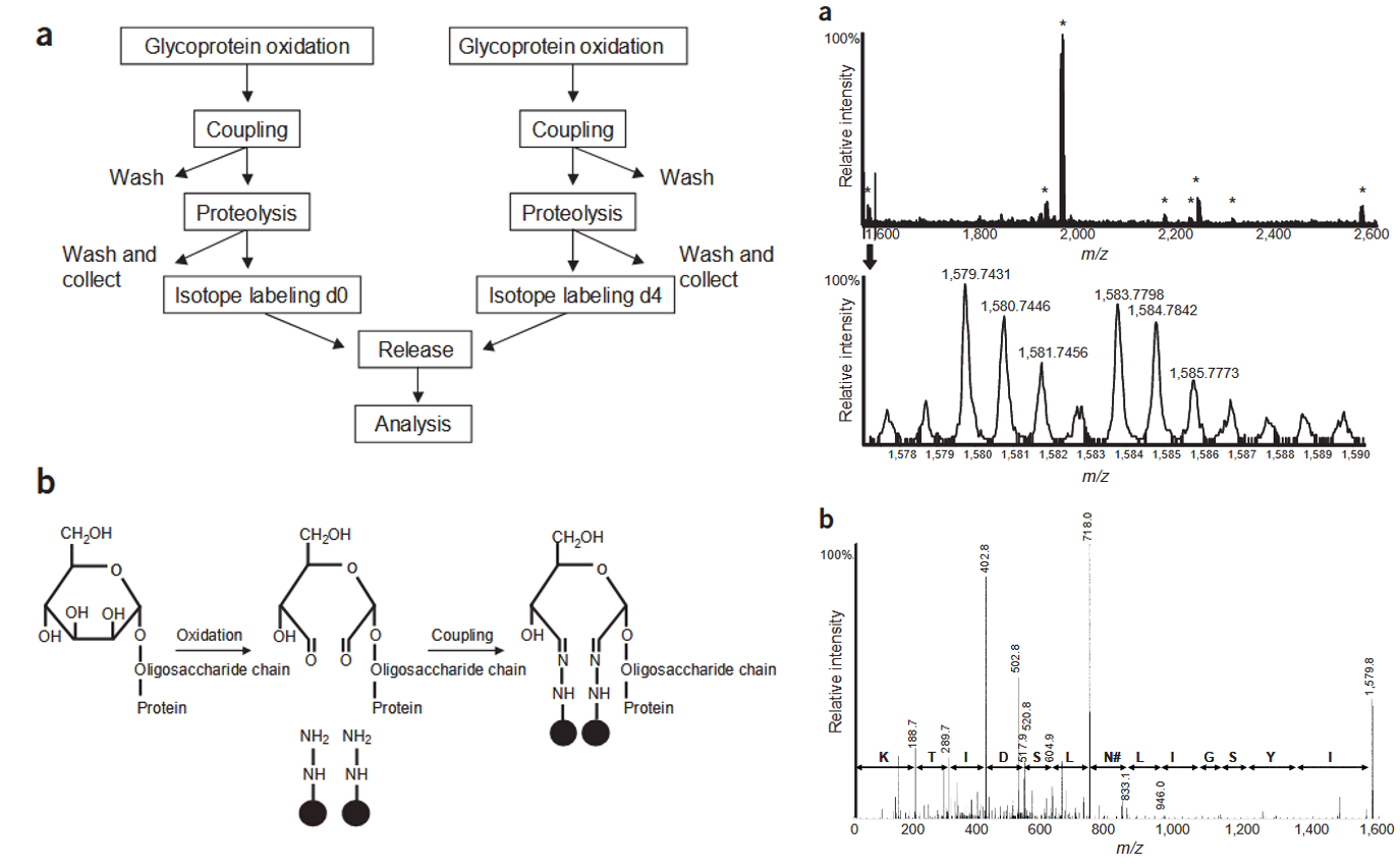 1856502600443744256-glycoprotein-quantitation-service3.PNG