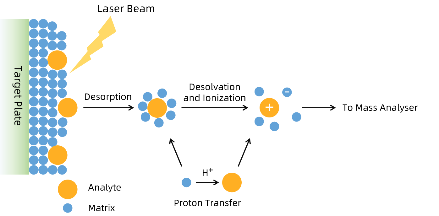 1856505946516869120-molecular-weight-analysis-service3.png