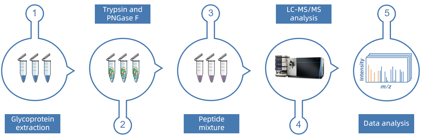 1857315113263550464-glycoprotein-biomarker-discovery-service1.PNG