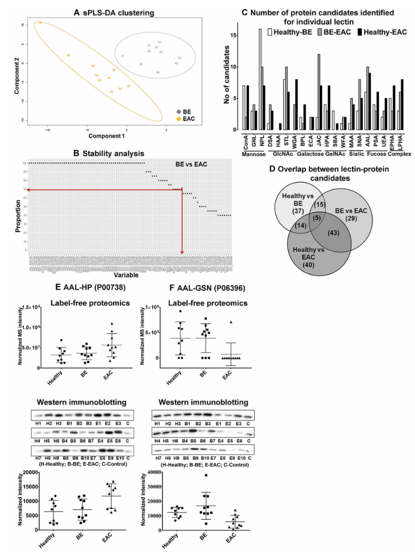 1857315187355930624-glycoprotein-biomarker-discovery-service2.PNG