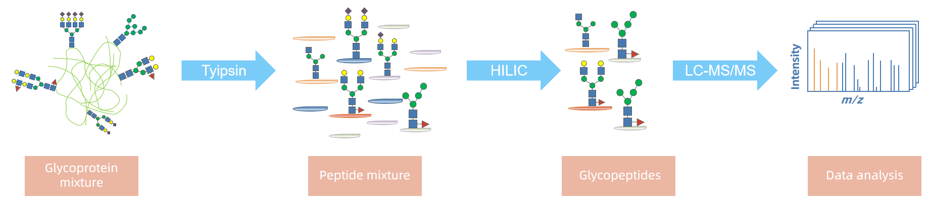 1857338581476560896-glycoprotein-modifications-analysis-service1.PNG