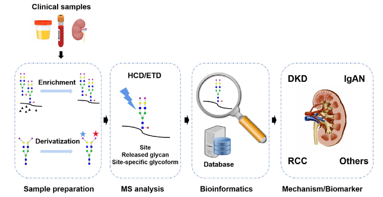 1857338761424785408-glycoprotein-modifications-analysis-service4.PNG