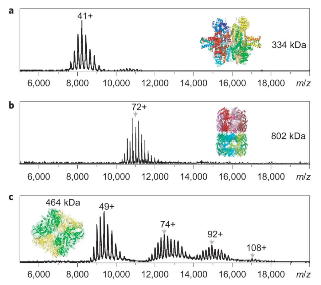 1857351653821894656-native-protein-analysis-service2.png