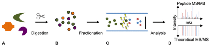 1859059156119007232-pharm-peptide-mapping1.png