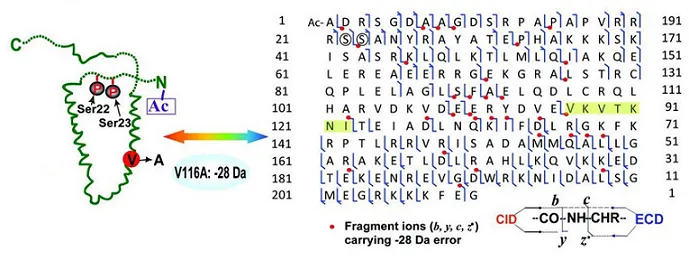 1860859474783842304-protein-characterization-analysis3.png