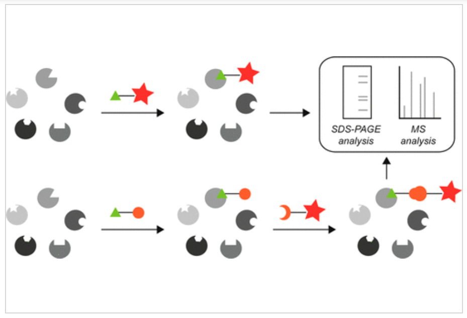 1858787828327632896-activity-based-protein-profiling-service2.png