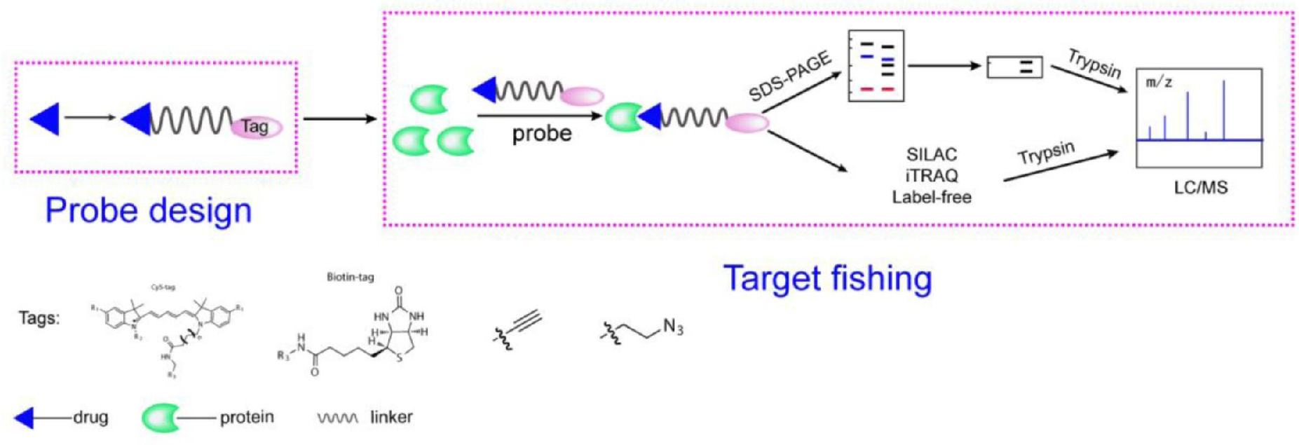 1858794567483641856-activity-based-protein-profiling-service3.png