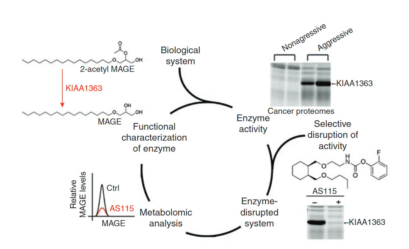 1859047984332394496-activity-based-protein-profiling-service4.png