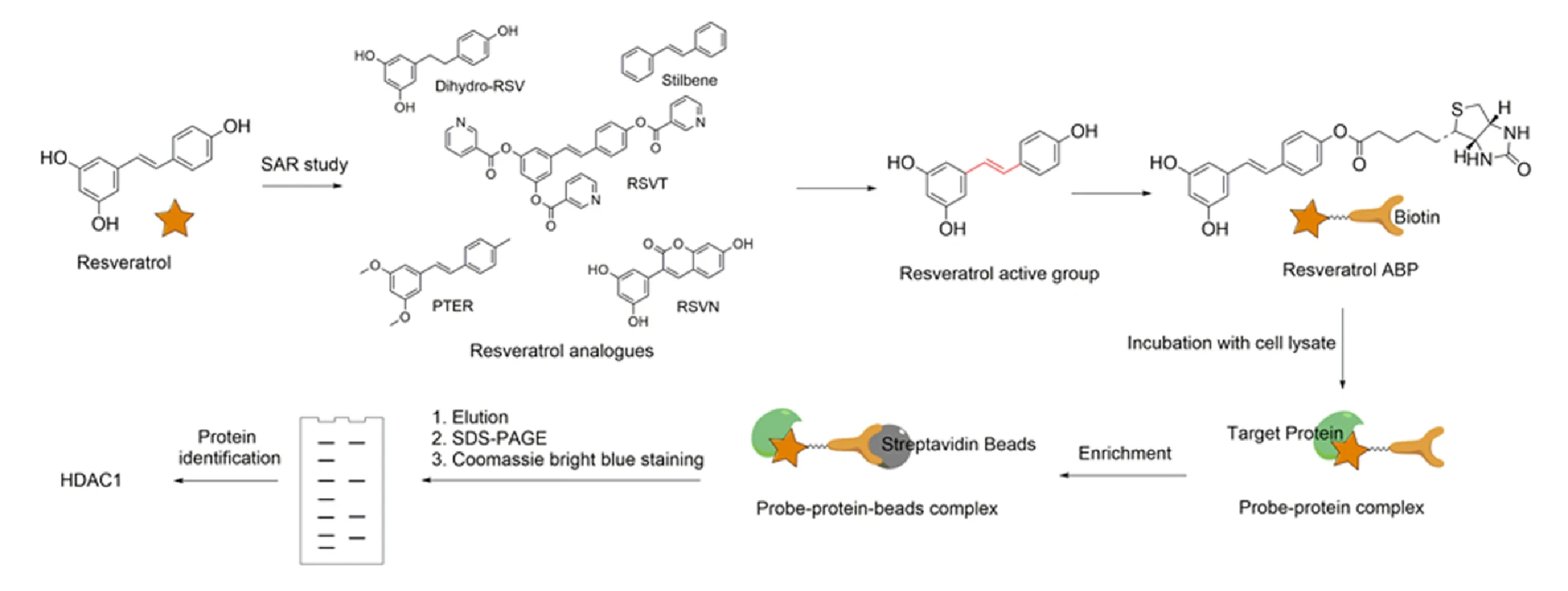 1859060278055522304-activity-based-protein-profiling-service5.png