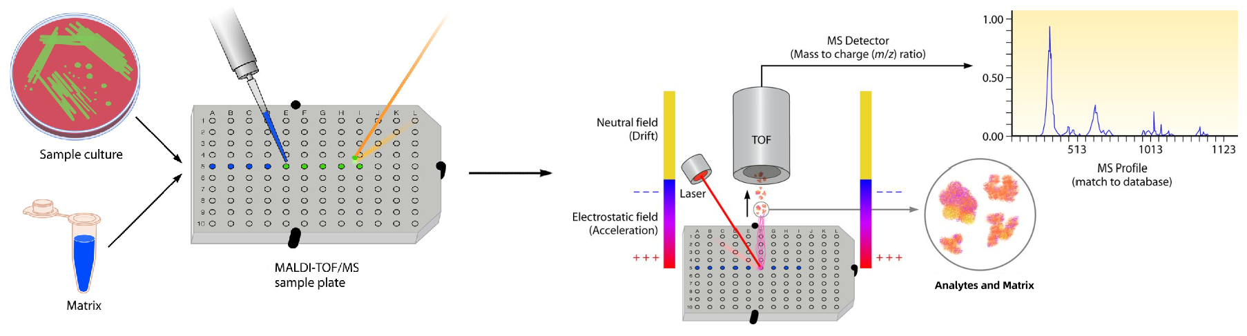 1860981580827840512-maldi-tof-mass-spectrometry-service3.png