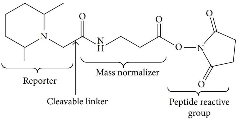 1861285745743482880-tandem-mass-tag-tmt-technology-service1.png